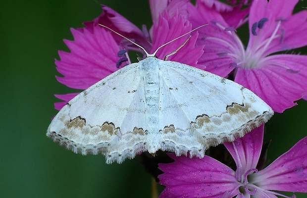 piadica okrášlená (sk) / vlnopásník okrášlený (cz) Scopula ornata (Scopoli, 1763)