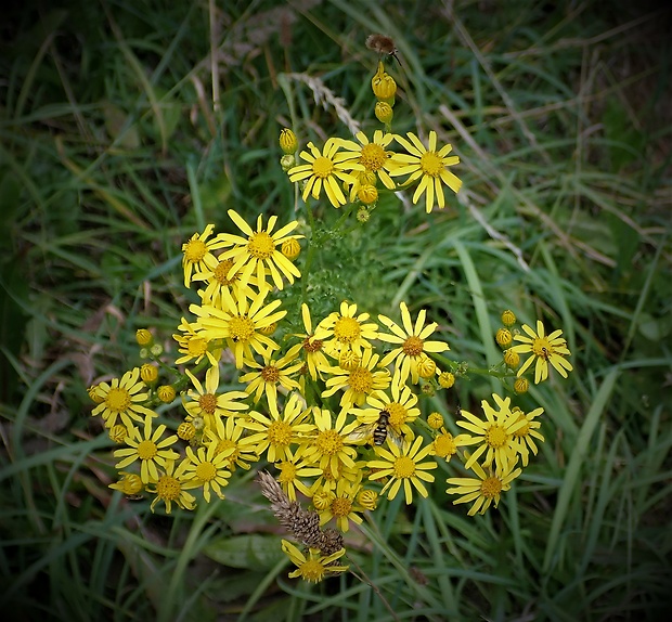 starček erukolistý Senecio erucifolius L.