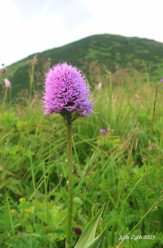 pavstavač hlavatý Traunsteinera globosa (L.) Reichenb.