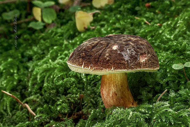 suchohríbnik zamatový Xerocomellus pruinatus (Fr. & Hök) Šutara