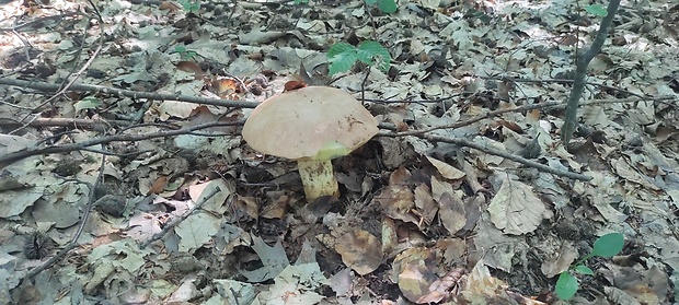 hríb Boletus sp.