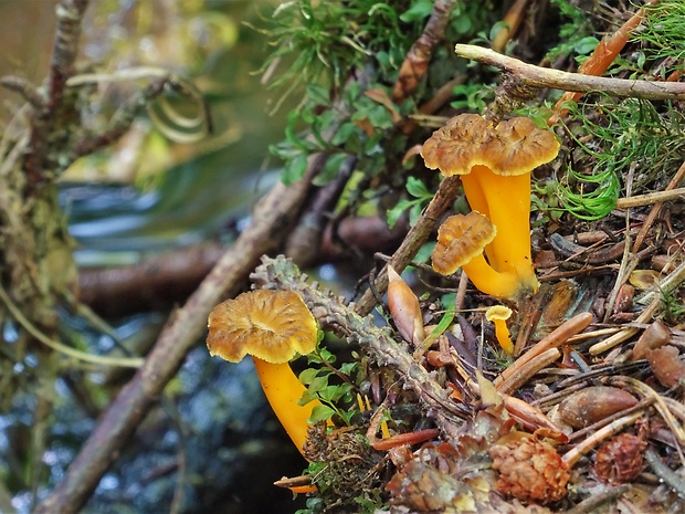 kuriatko žltohnedé Cantharellus lutescens Fr.