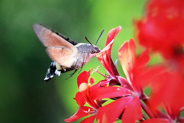 lišaj marinkový Macroglossum stellatarum