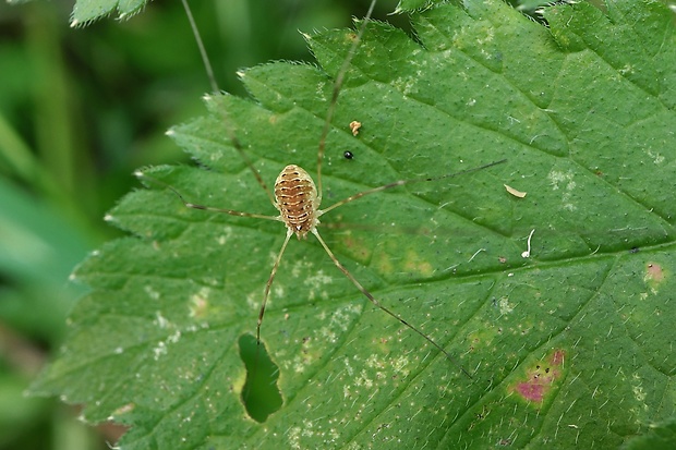 kosec okatý Rilaena triangularis