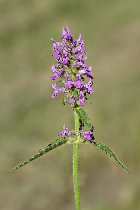 betonika lekárska Betonica officinalis L.