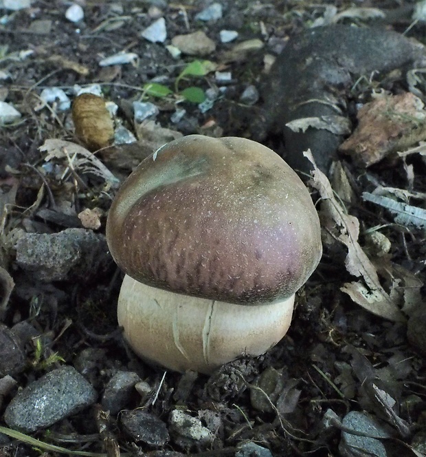 hríb bronzový Boletus aereus Bull. ex Fr.