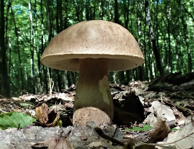 hríb dubový Boletus reticulatus Schaeff.