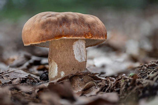 hríb dubový Boletus reticulatus Schaeff.