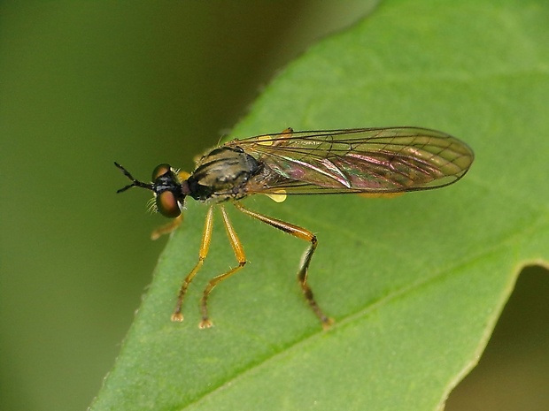 muchárka Dioctria hyalipennis (Fabricius, 1794)