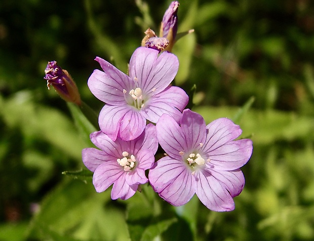 vŕbovka alpská Epilobium alpestre (Jacq.) Krock.