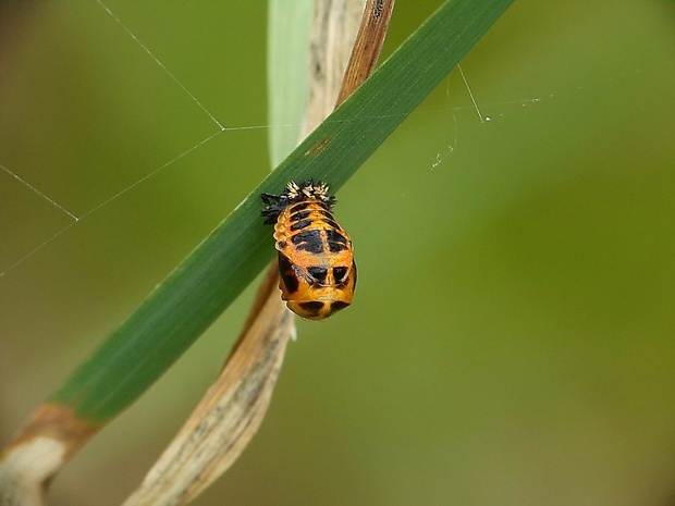 lienka - kukla Harmonia axyridis