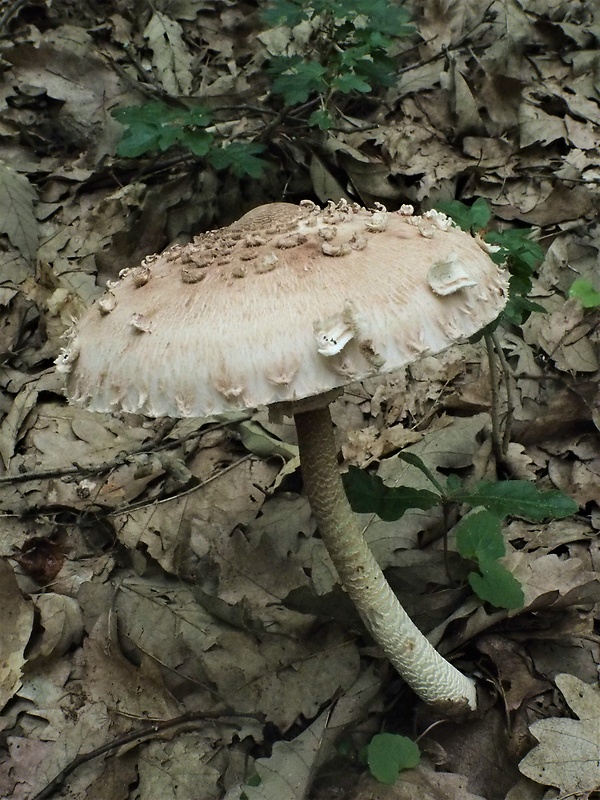 bedľa vysoká Macrolepiota procera (Scop.) Singer