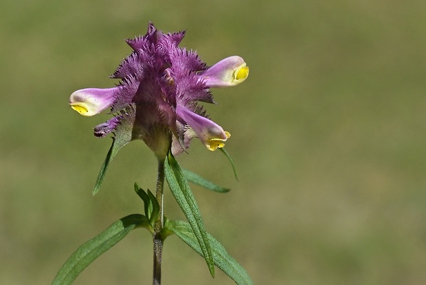 čermeľ hrebenitý Melampyrum cristatum L.