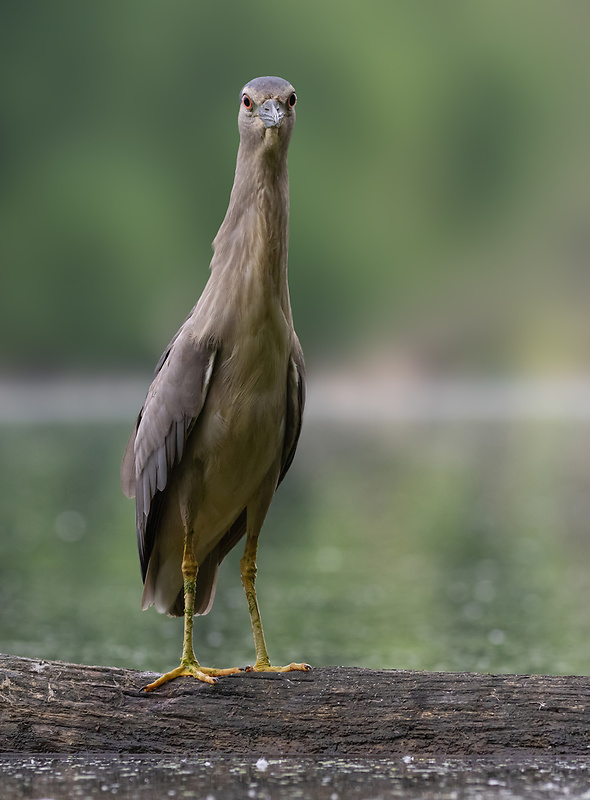 chavkoš nočný Nycticorax nycticorax