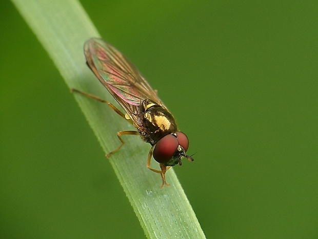 pestrica  ♂ Platycheirus angustatus  (Zetterstedt, 1843)