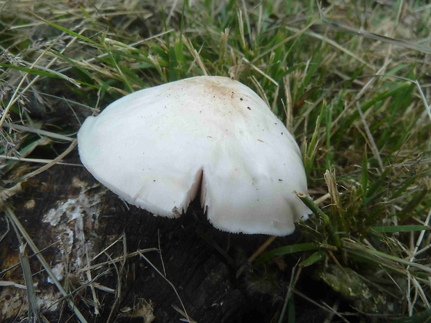 štítovka šupinatá Pluteus petasatus (Fr.) Gillet