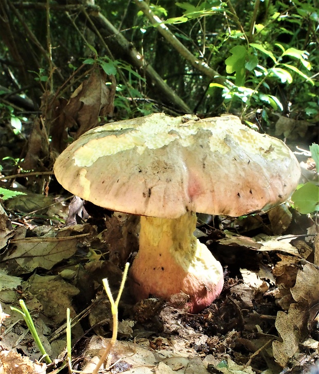 hríb purpurový Rubroboletus rhodoxanthus Kuan Zhao &amp; Zhu L. Yang