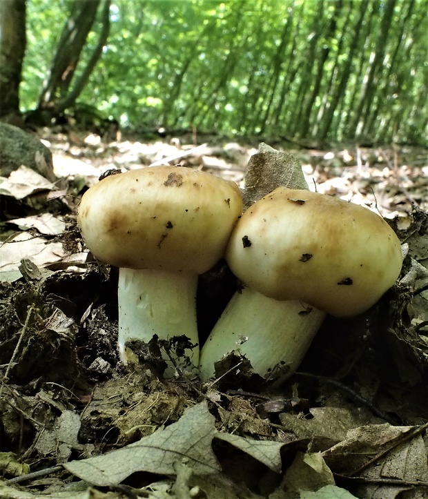 plávka smradľavá Russula foetens Pers.