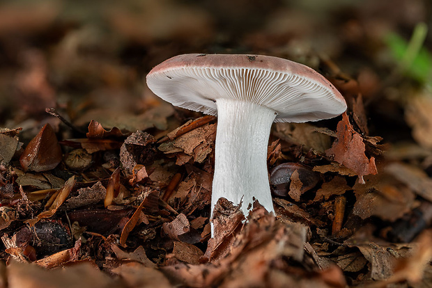 plávka Russula sp.