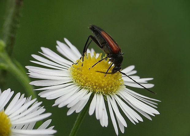 fuzáč kvetový Strangalia melanura Linnaeus, 1758