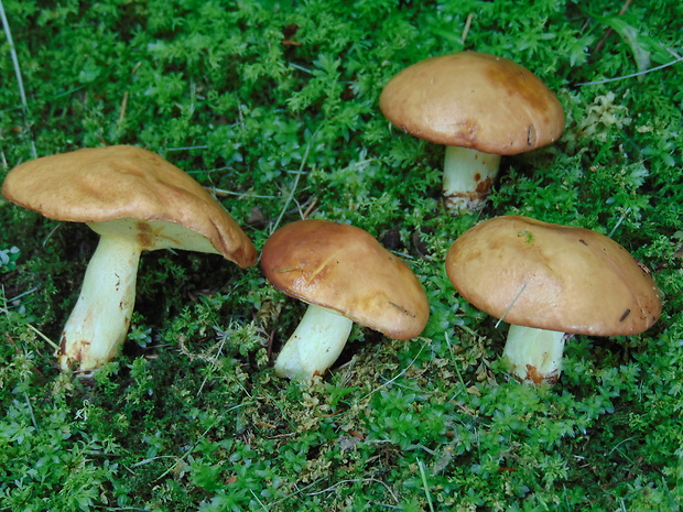 masliak zrnitý Suillus granulatus (L.) Roussel