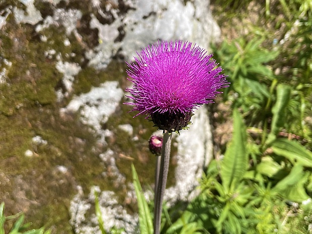 pichliač rôznolistý Cirsium heterophyllum (L.) Hill