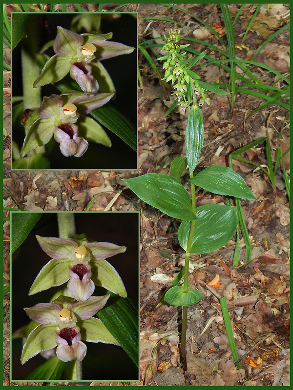 kruštík širokolistý pravý Epipactis helleborine subsp. helleborine (L.) Crantz