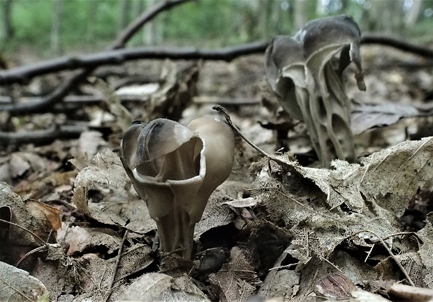 chriapač Helvella sp.