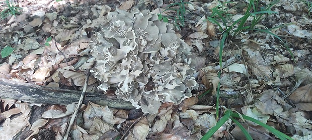 trúdnik klobúčkatý Polyporus umbellatus (Pers.) Fr.