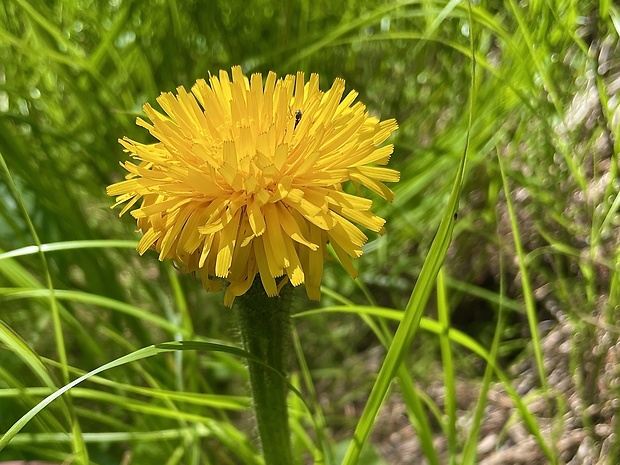 prasatnica jednoúborová Trommsdorffia uniflora (Vill.) Soják