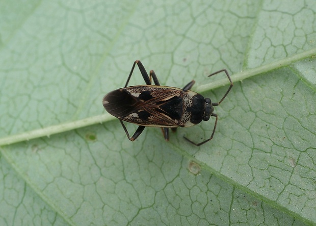 ploštička  Rhyparochromus vulgaris