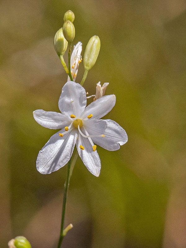 jagavka konáristá Anthericum ramosum L.