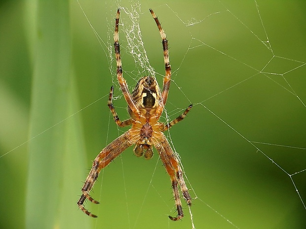 križiak obyčajný Araneus diadematus