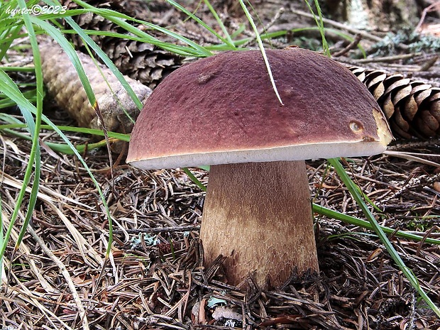 hríb sosnový Boletus pinophilus Pil. et Dermek in Pil.