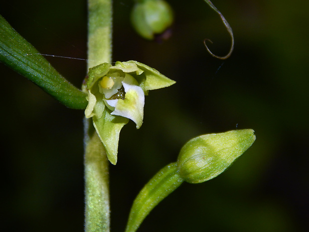 kruštík greuterov Epipactis greuteri H. Baumann et Künkele