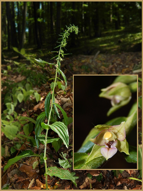 kruštík širokolistý pravý Epipactis helleborine subsp. helleborine (L.) Crantz