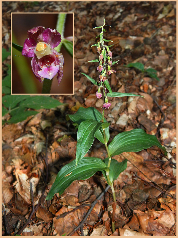 kruštík širokolistý pravý Epipactis helleborine subsp. helleborine (L.) Crantz