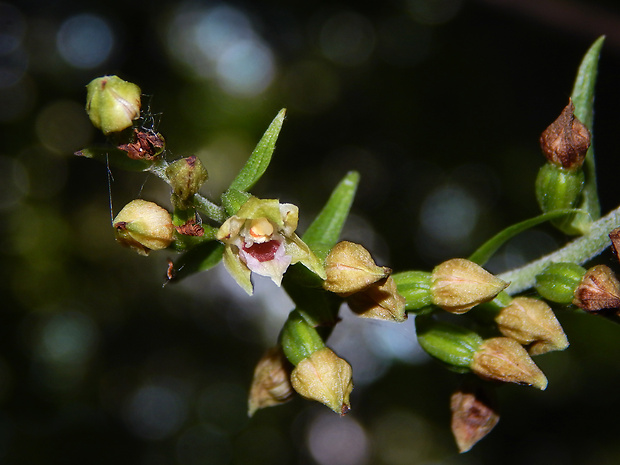 kruštík rožkatý Epipactis muelleri Godfery