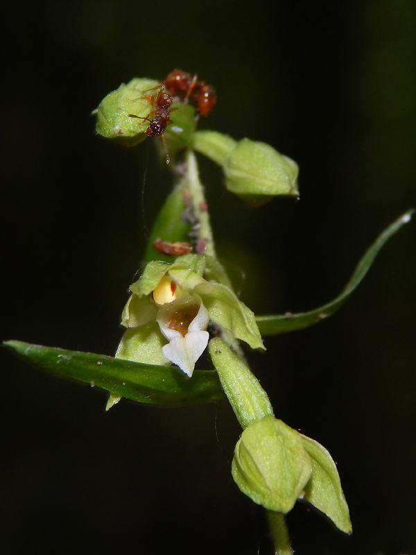 kruštík voethov Epipactis voethii Robatsch