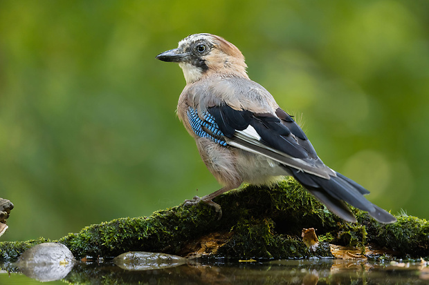 sojka obyčajná Garrulus glandarius