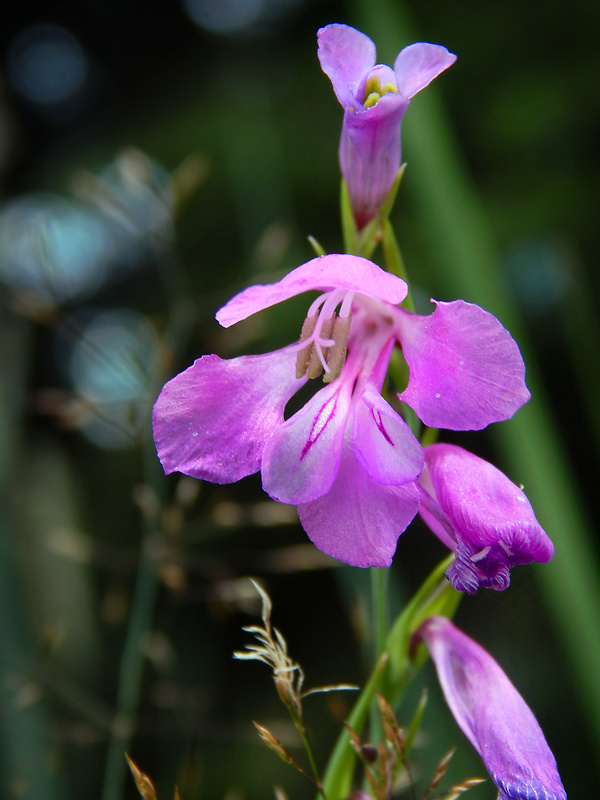 mečík škridlicovitý Gladiolus imbricatus L.