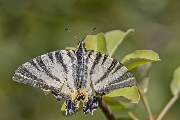 vidlochvost ovocný  Iphiclides podalirius