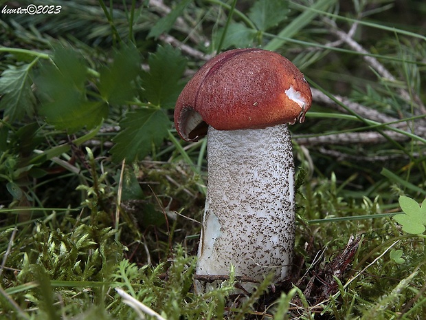 kozák smrekový Leccinum piceinum Pilát & Dermek