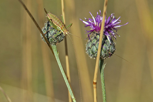 kobylka bielopása Leptophyes albovittata (Kollar, 1831)