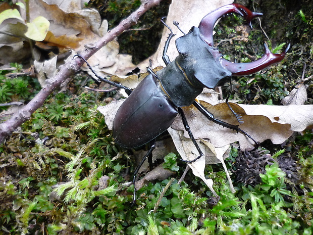 roháč obyčajný Lucanus cervus