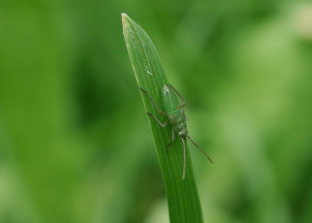 bzdôška Lygocoris pabulinus (Linnaeus, 1761)