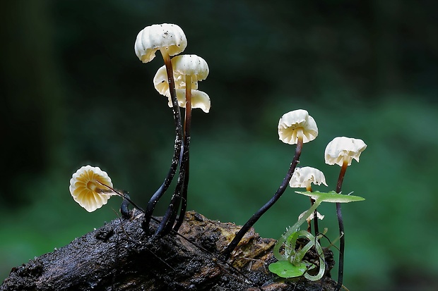 tanečnica golieriková Marasmius rotula (Scop.) Fr.