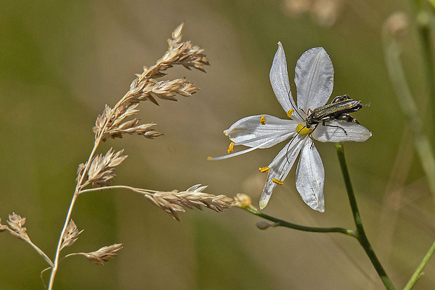 stehnáč Oedemera flavipes (Fabricius, 1792)