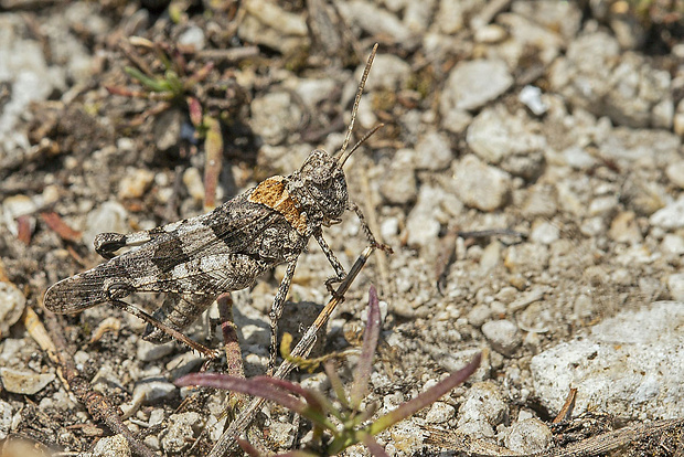 koník modrokrídly  Oedipoda coerulescens  (Linnaeus, 1758)