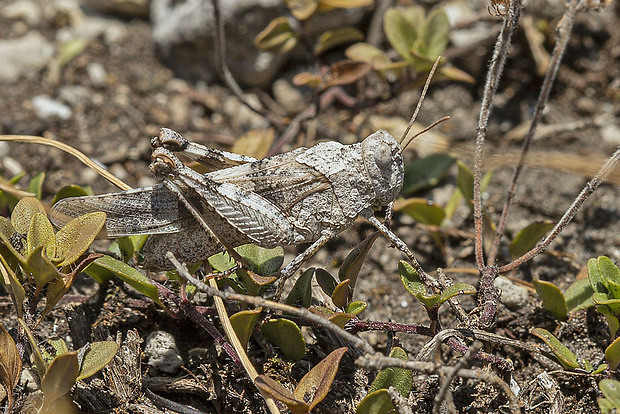 koník modrokrídly Oedipoda coerulescens (Linnaeus, 1758)